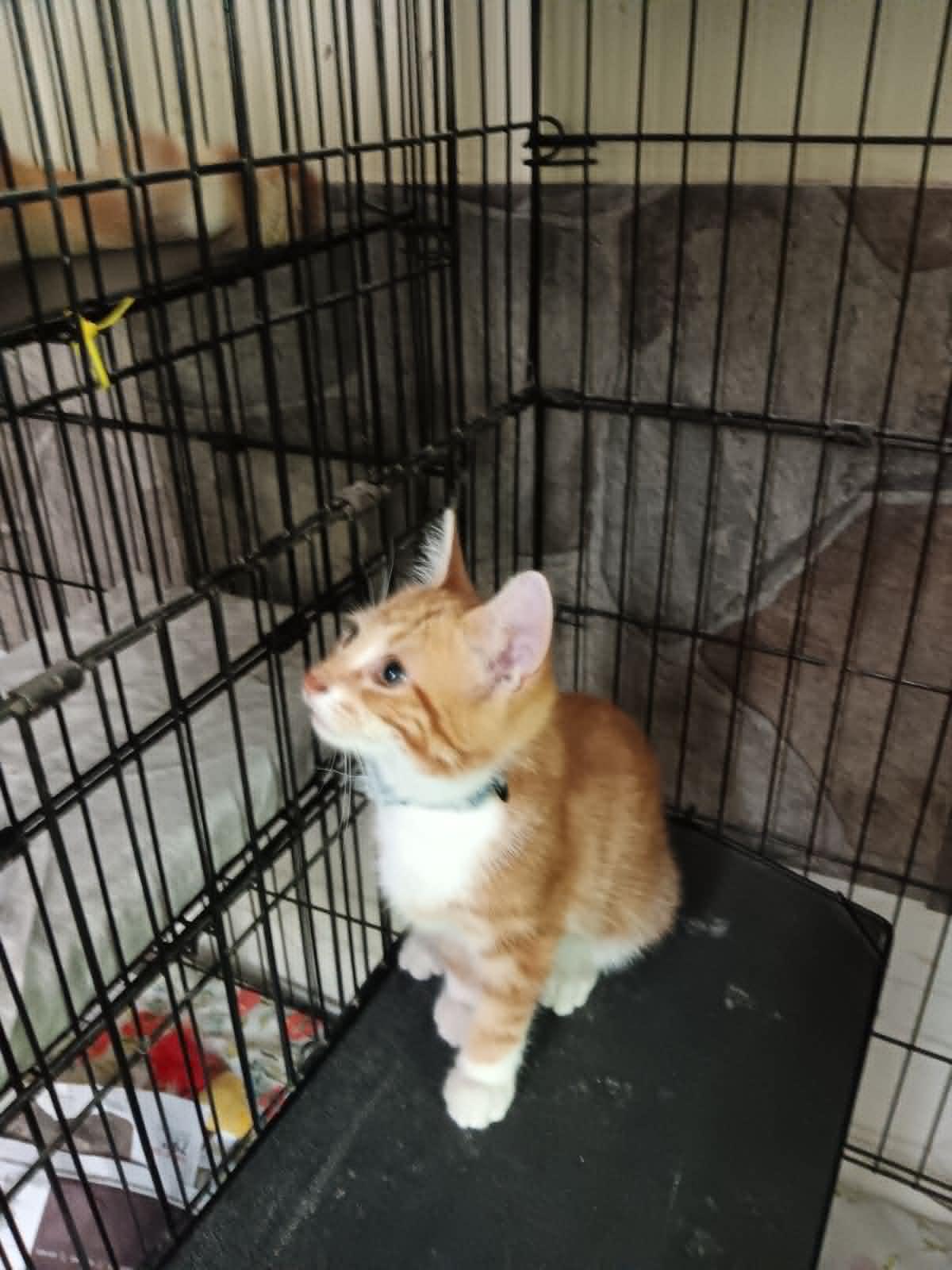 Enlarge Orville, a ADOPTABLE Domestic Medium Hair in Monticello, IN image 1/2