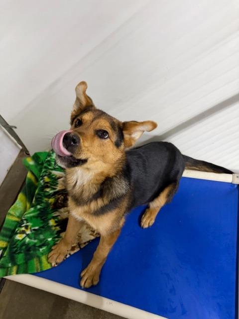 Winston, Adoptable, Young Male German Shepherd Dog & Mixed Breed.