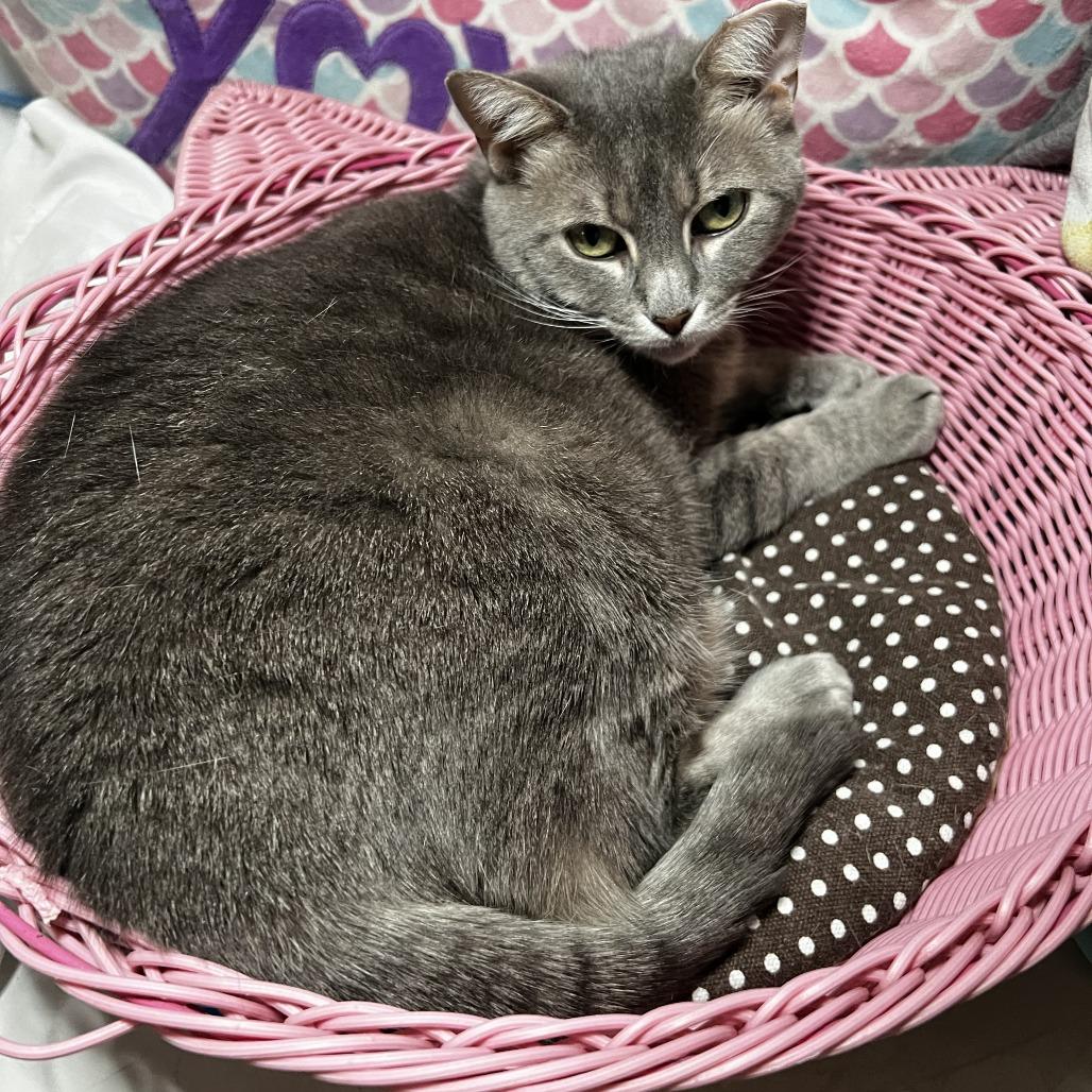 Kendria, a Adoptable Domestic Short Hair in Middle Village, NY image 1/5