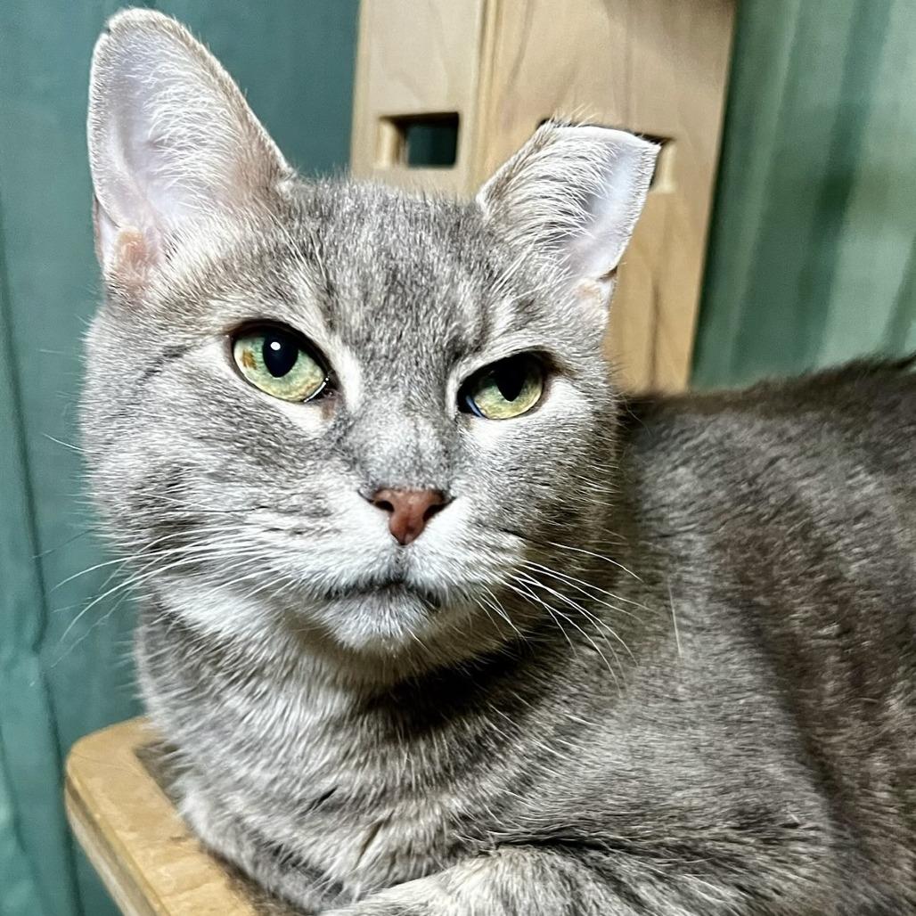 Kendria, a Adoptable Domestic Short Hair in Middle Village, NY image 2/5