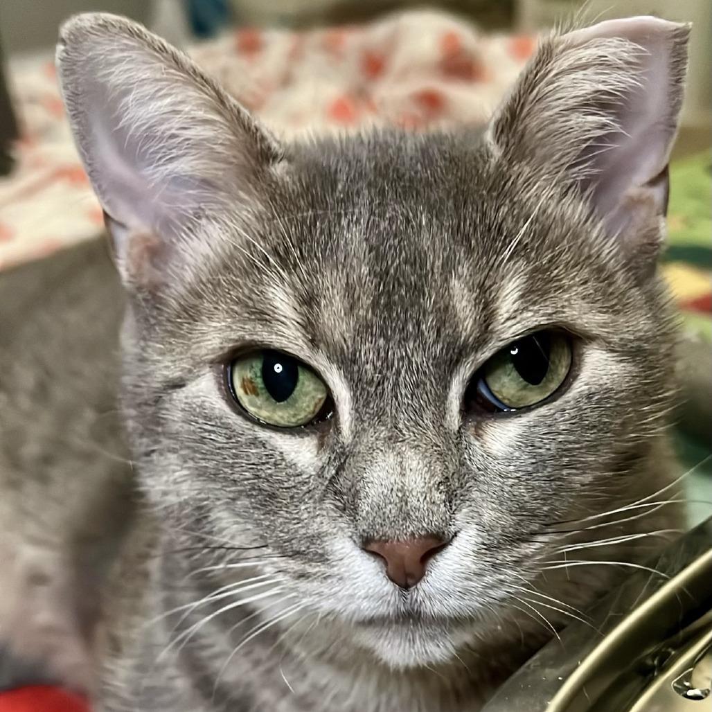 Kendria, a Adoptable Domestic Short Hair in Middle Village, NY image 3/5