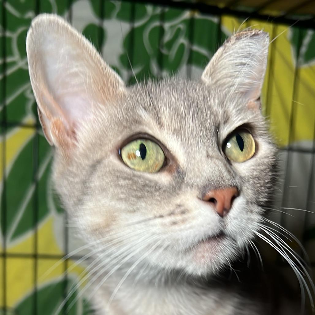 Kendria, a Adoptable Domestic Short Hair in Middle Village, NY image 4/5