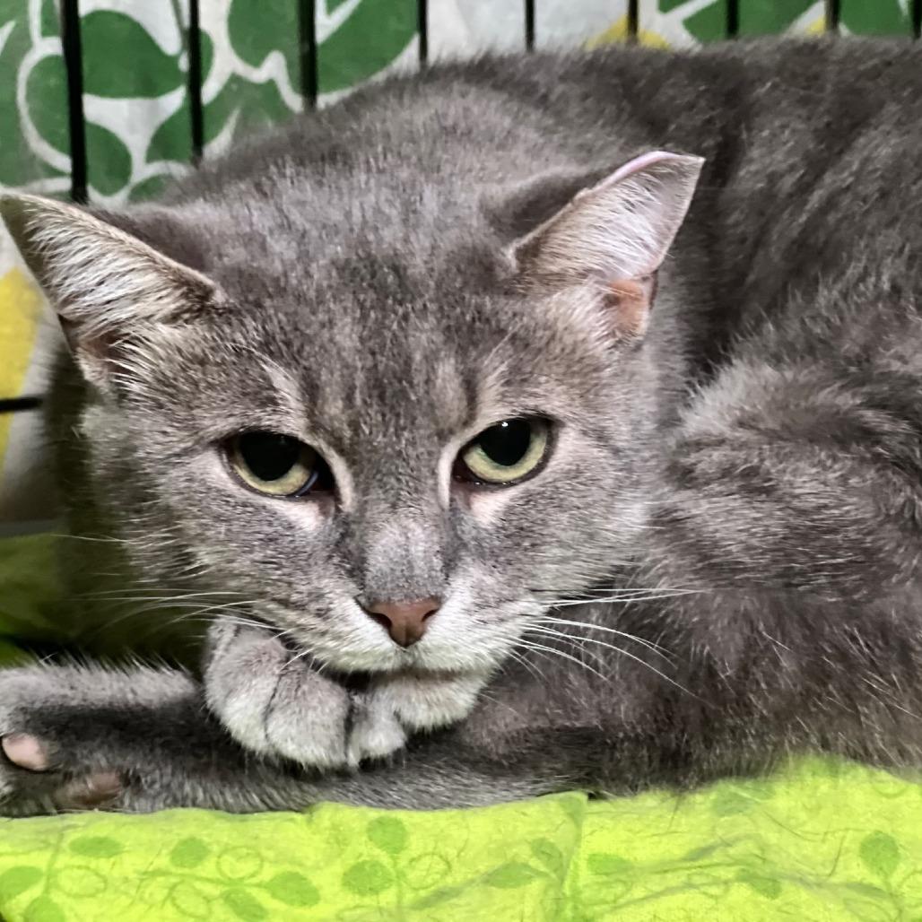 Kendria, a Adoptable Domestic Short Hair in Middle Village, NY image 5/5