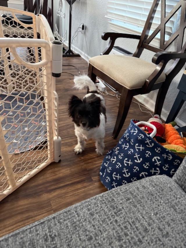 Enlarge Mulan, a ADOPTABLE Pomeranian in Williamsburg, VA image 3/4