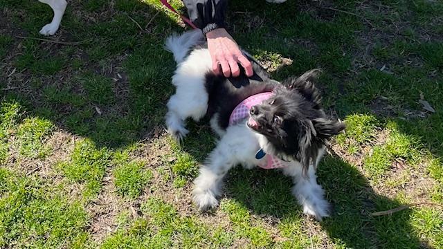 Enlarge Mulan, a ADOPTABLE Pomeranian in Williamsburg, VA image 2/4
