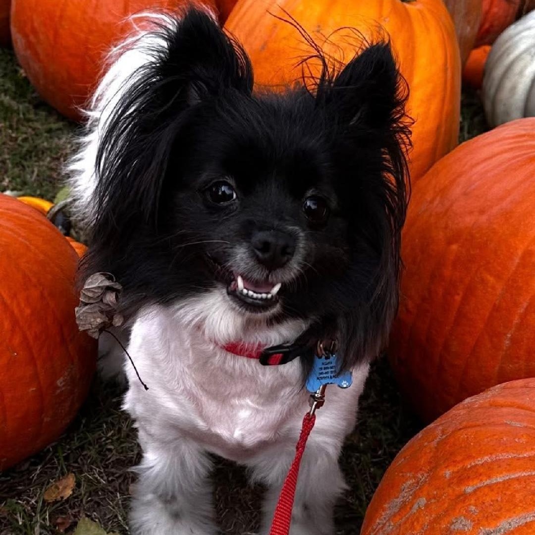 Mulan, ADOPTABLE, Adult Female Pomeranian.