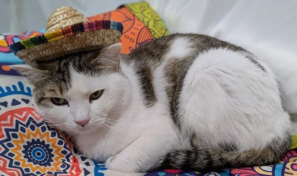 KALEO, a Adopted Domestic Short Hair in Madison, WI image 2/6