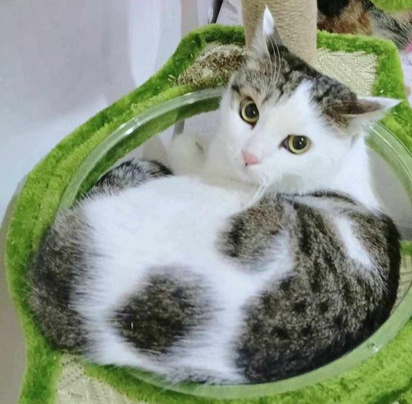 KALEO, a Adopted Domestic Short Hair in Madison, WI image 3/6