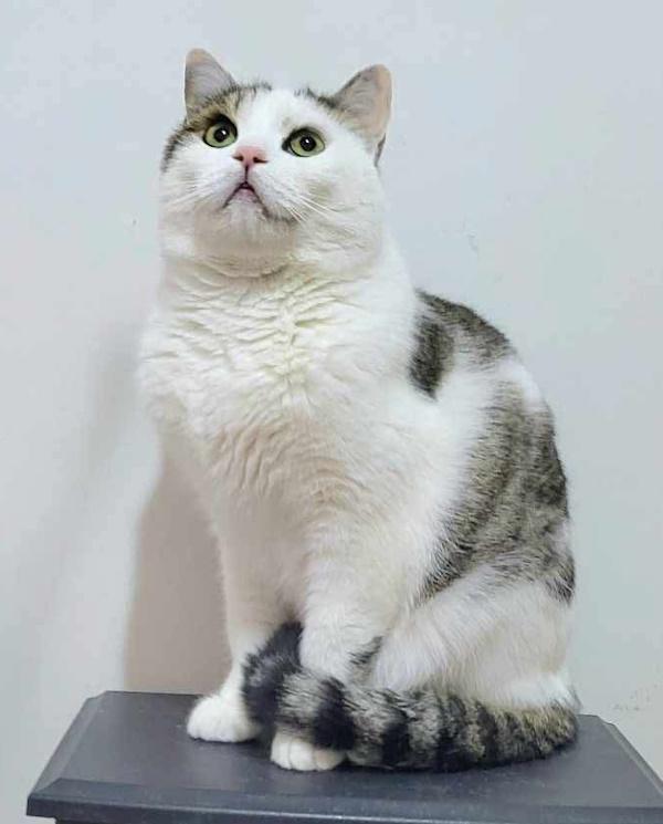 KALEO, a Adopted Domestic Short Hair in Madison, WI image 4/6