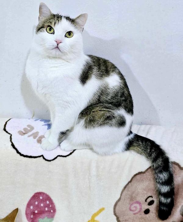 KALEO, a Adopted Domestic Short Hair in Madison, WI image 5/6