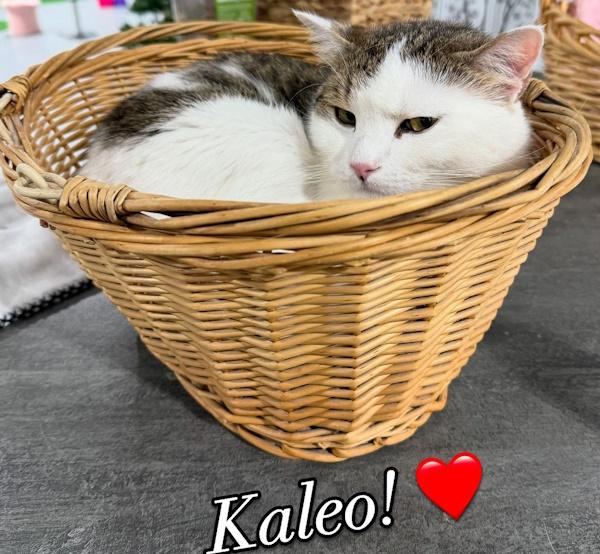 KALEO, Adopted, Young Male Domestic Short Hair.