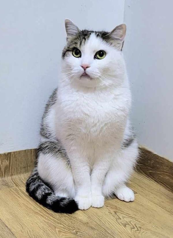 KALEO, a Adopted Domestic Short Hair in Madison, WI image 6/6