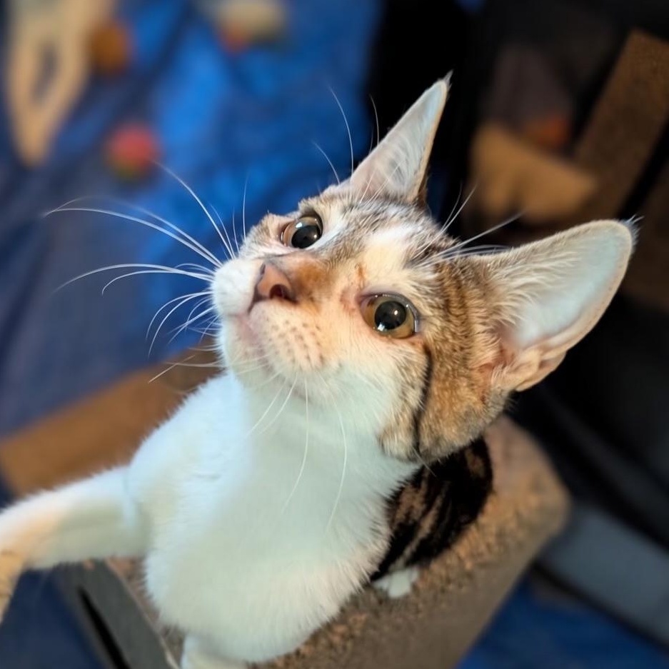 Cruiser, Adoptable, Kitten Male Domestic Short Hair.