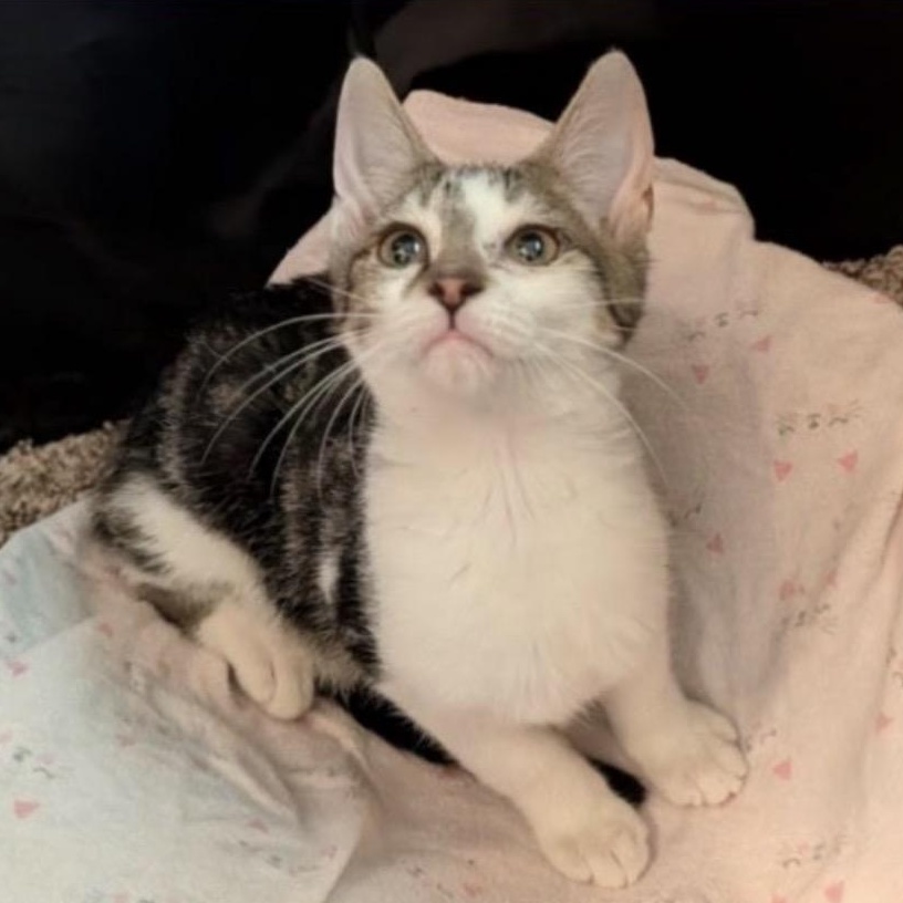 Enlarge Cruiser, a Adoptable Domestic Short Hair in Woodlawn, TN image 2/4