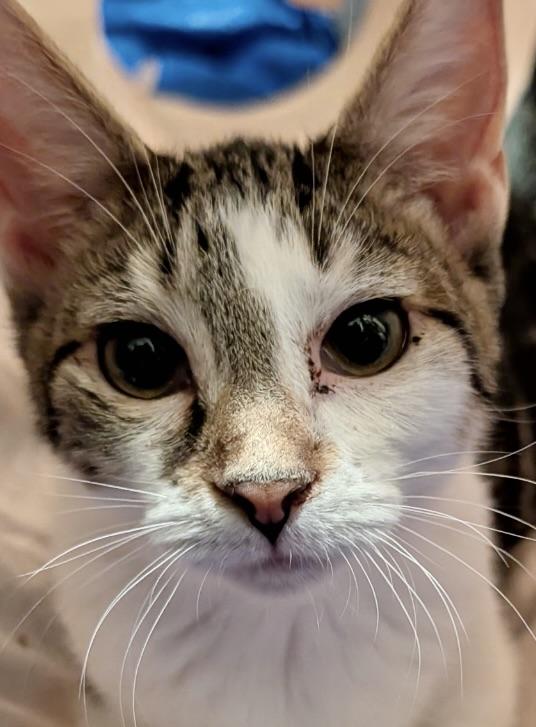 Enlarge Cruiser, a Adoptable Domestic Short Hair in Woodlawn, TN image 3/4