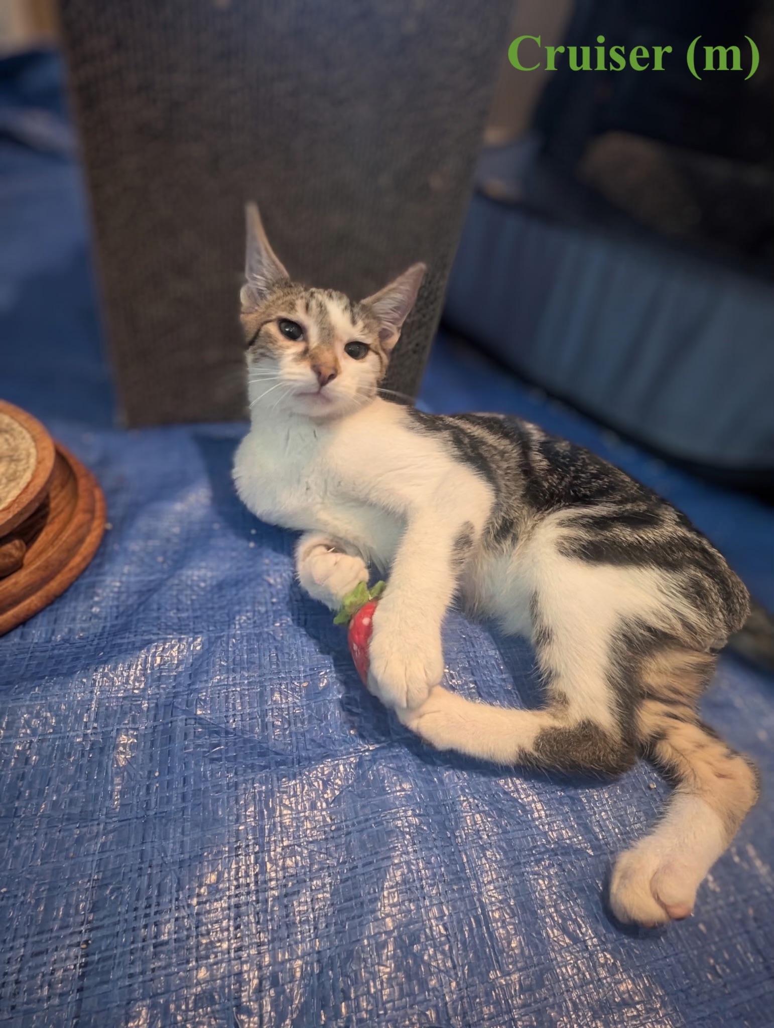 Enlarge Cruiser, a Adoptable Domestic Short Hair in Woodlawn, TN image 4/4