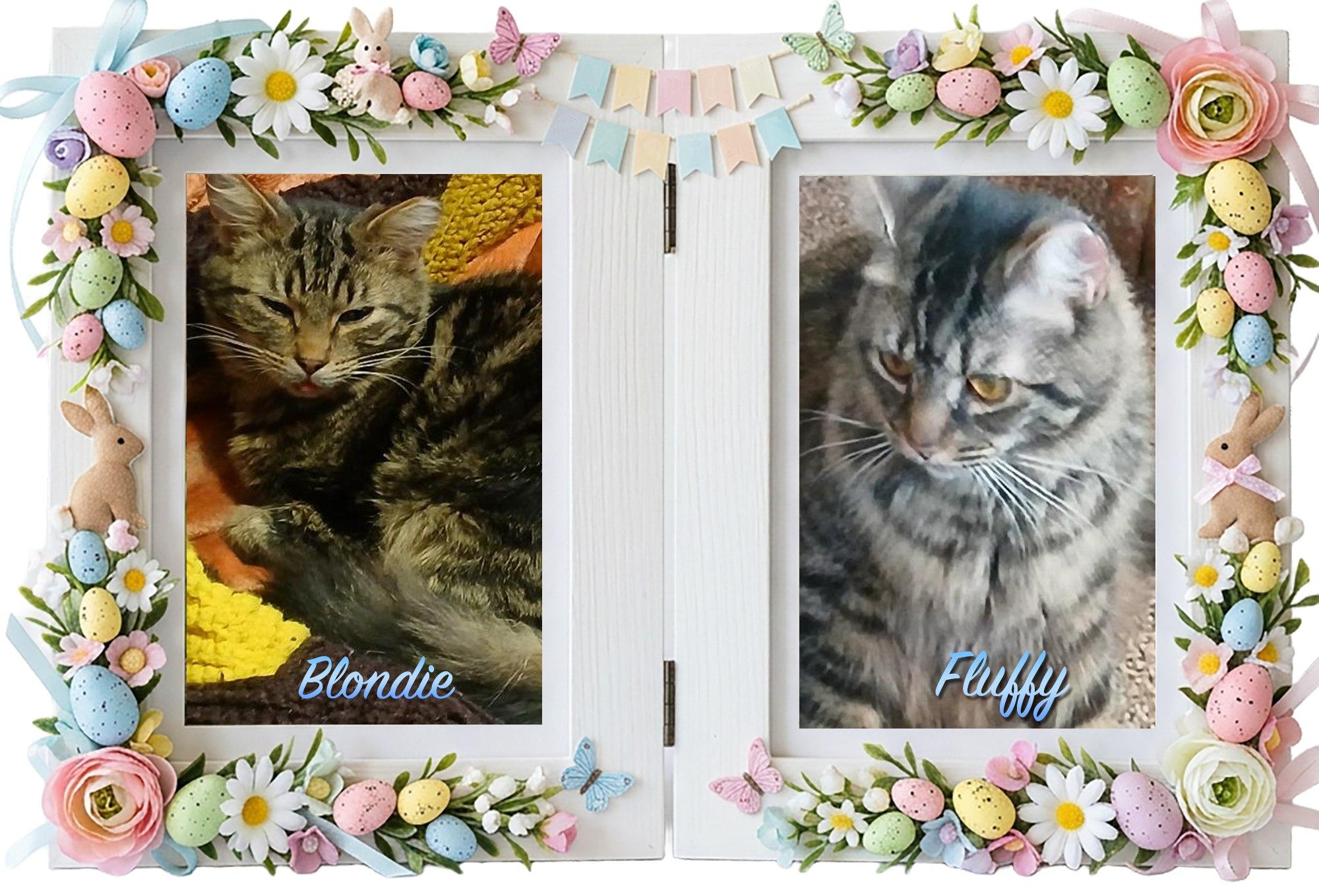 Enlarge FLUFFY & BLONDIE, a ADOPTABLE Domestic Long Hair in Corinth, NY image 1/1