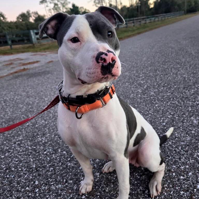 Posie, Adoptable, Adult Female Pit Bull Terrier & Mixed Breed.