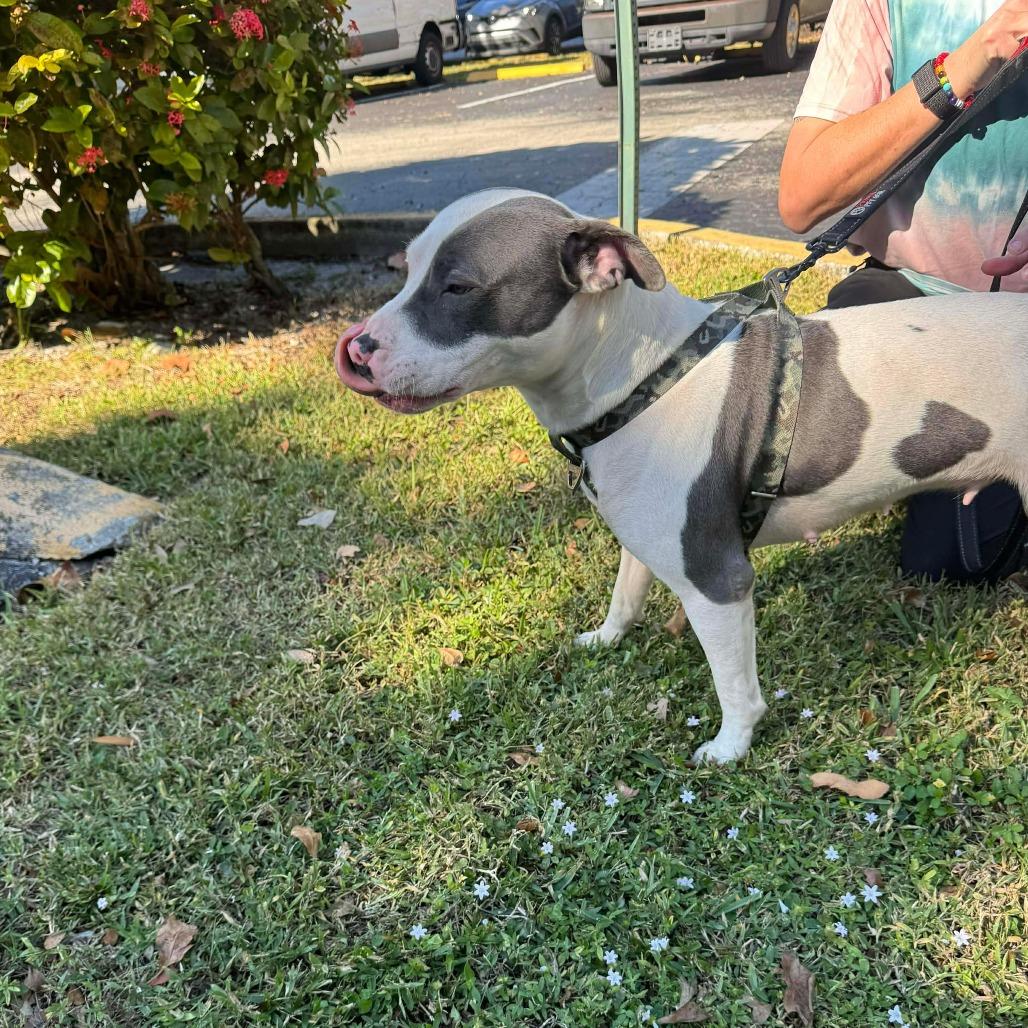 Posie, a Adoptable mixed breed in North Port, FL image 1/3