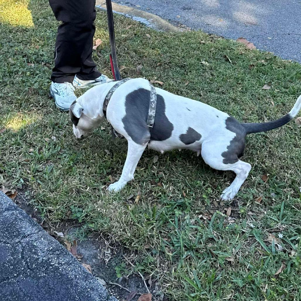 Posie, a Adoptable mixed breed in North Port, FL image 2/3