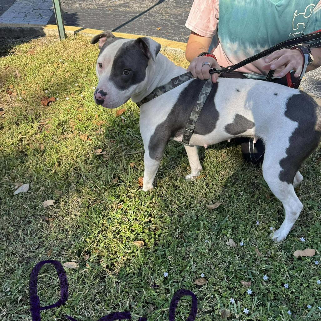 Posie, a Adoptable mixed breed in North Port, FL image 3/3
