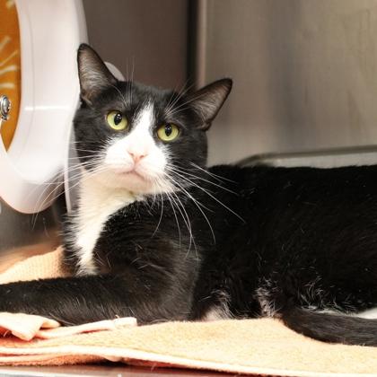 Tuxedo Sam, Adoptable, Adult Male Domestic Short Hair & Domestic Short Hair.