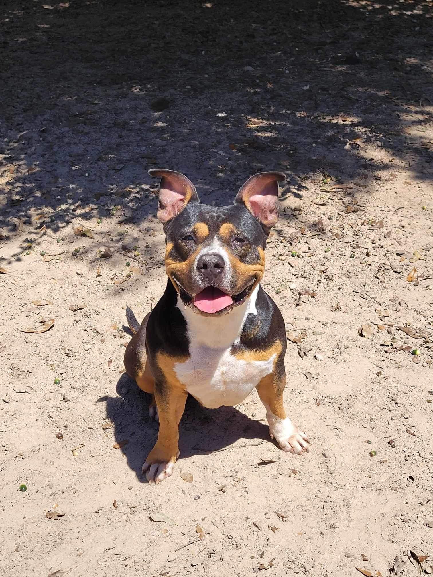 Big Head Hank, a Adoptable American Bully in Aulac, NB image 2/4