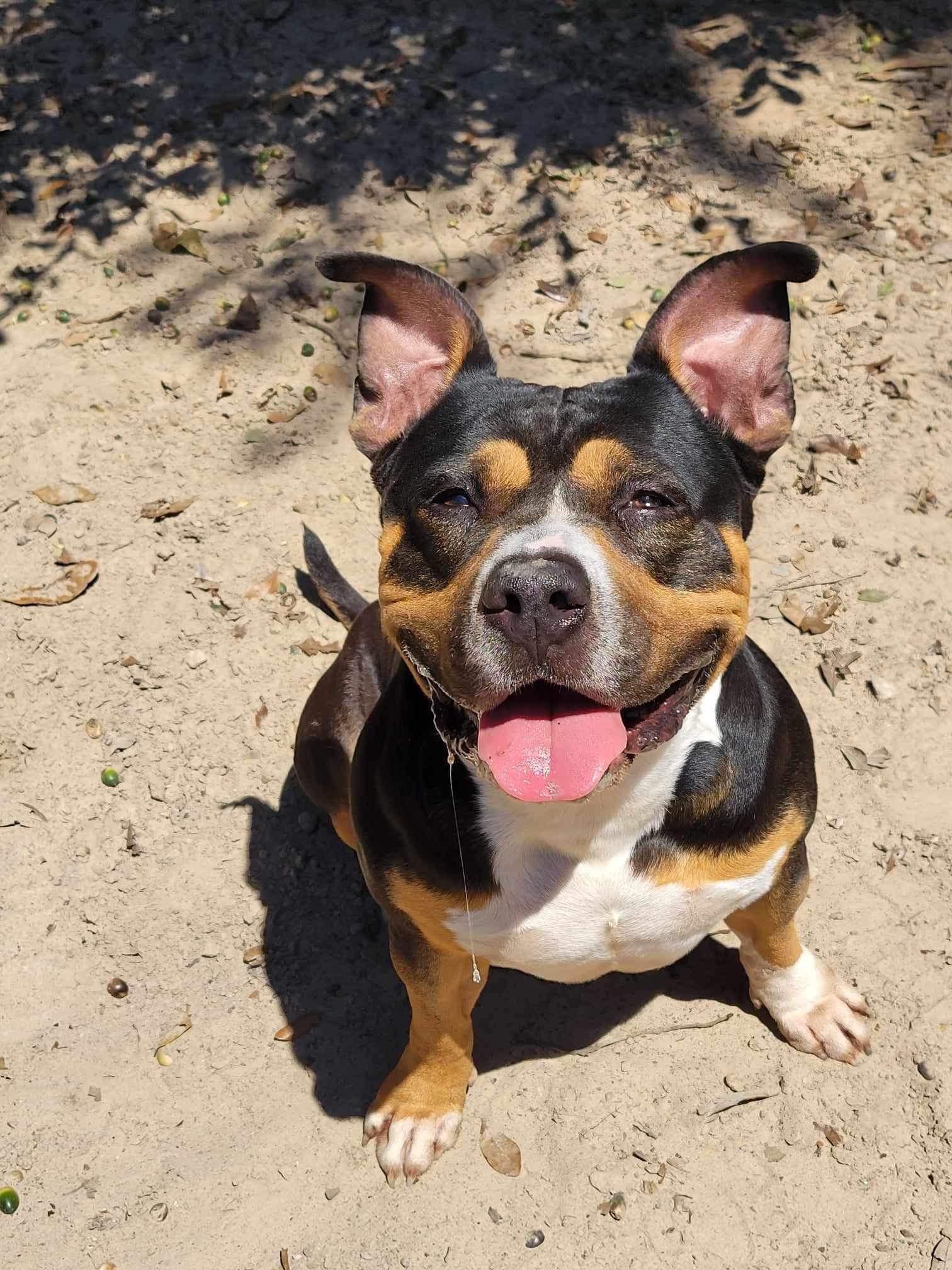 Big Head Hank, a Adoptable American Bully in Aulac, NB image 3/4
