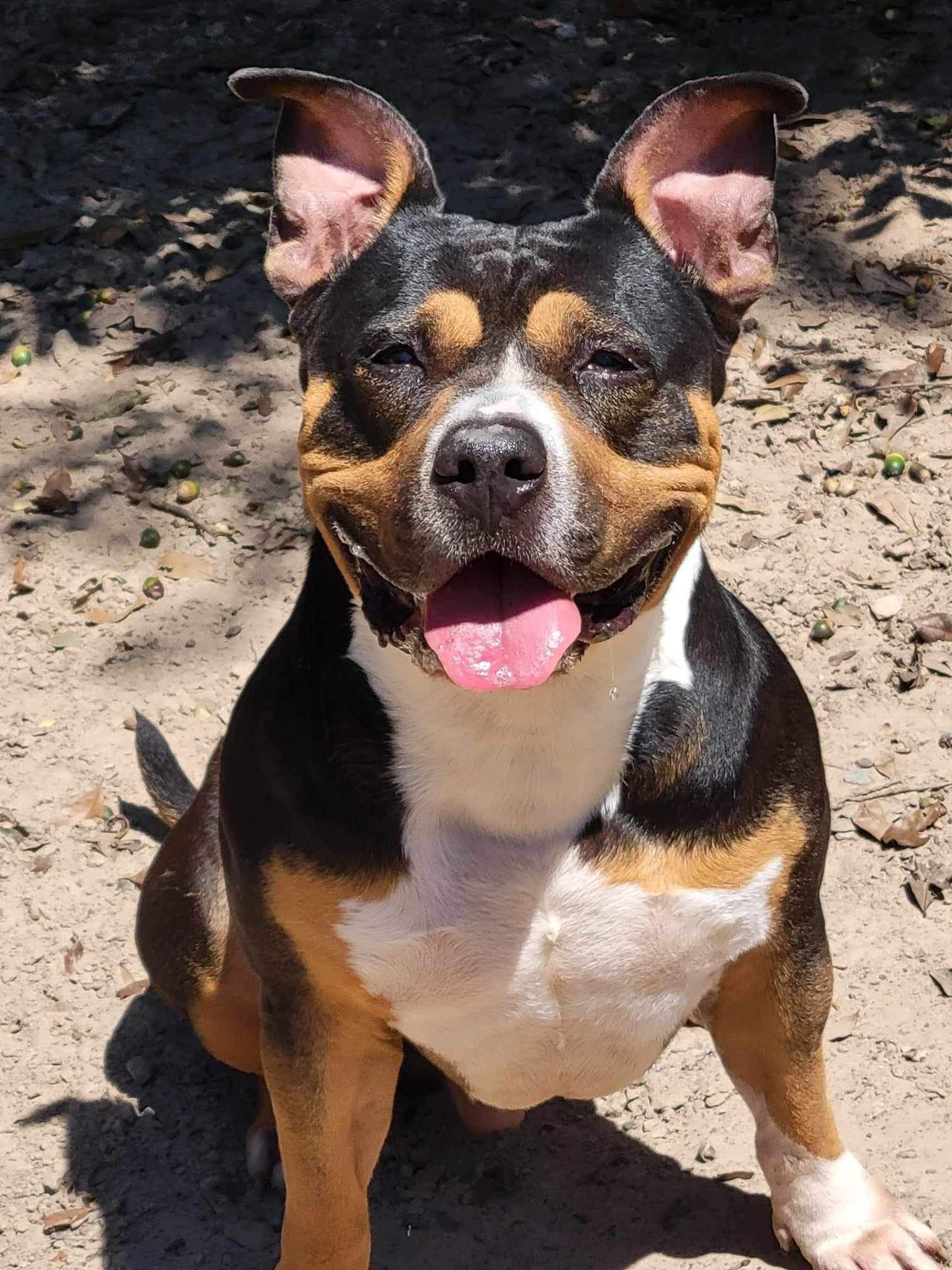 Big Head Hank, a Adoptable American Bully in Aulac, NB image 4/4