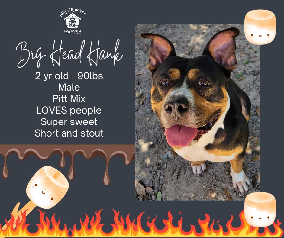 Big Head Hank, Adoptable, Adult Male American Bully.