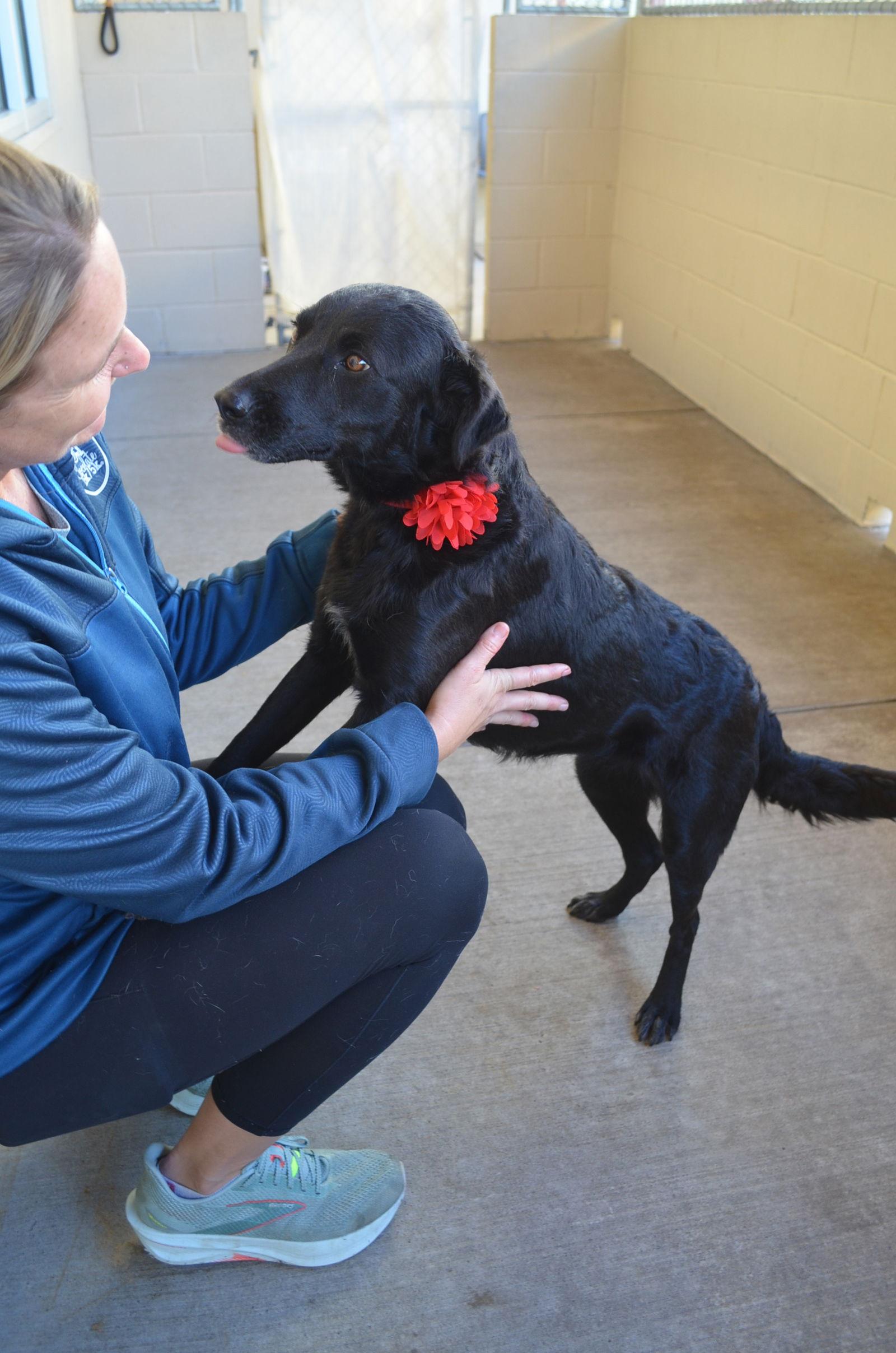 Enlarge Annie Sue, a Adoptable mixed breed in McKinney, TX image 1/3