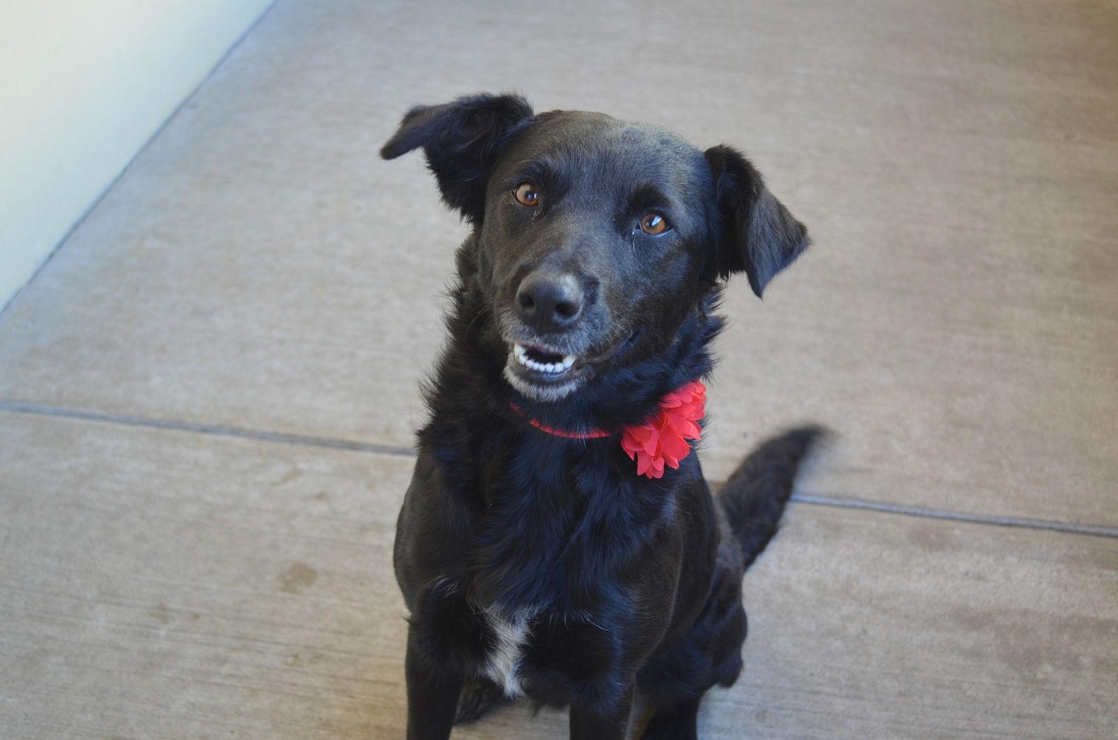 Enlarge Annie Sue, a Adoptable mixed breed in McKinney, TX image 2/3