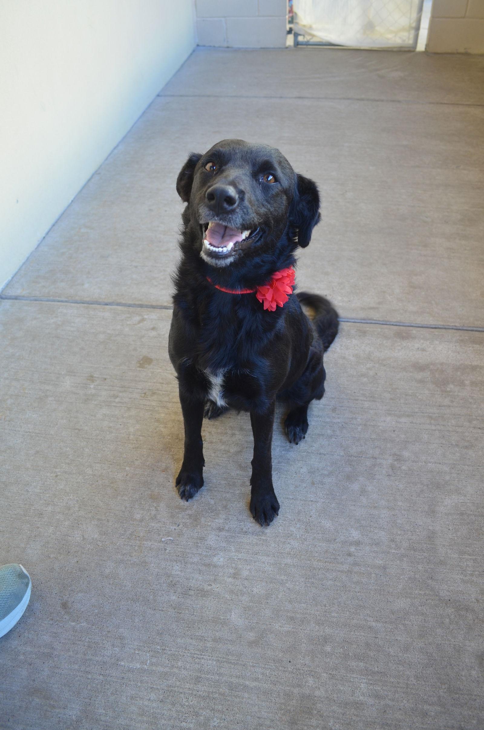 Enlarge Annie Sue, a Adoptable mixed breed in McKinney, TX image 3/3