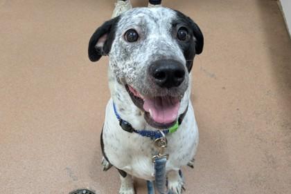 Enlarge Nova, a Adoptable mixed breed in Boulder, CO image 1/1