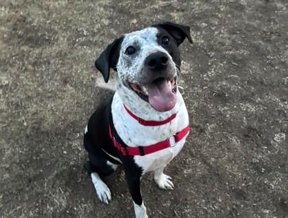 Nova, a Adoptable mixed breed in Boulder, CO image 2/3