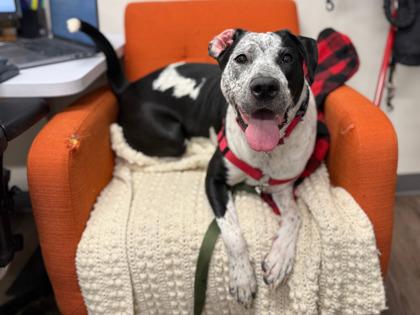 Nova, a Adoptable mixed breed in Boulder, CO image 3/3