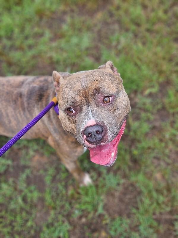 Reef, Adoptable, Adult Male American Staffordshire Terrier.