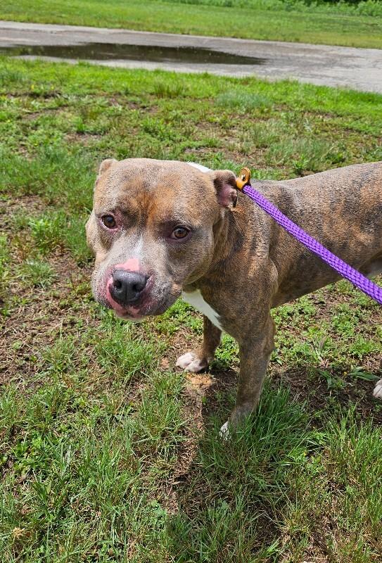 Enlarge Reef, a Adoptable American Staffordshire Terrier in Disputanta, VA image 2/4