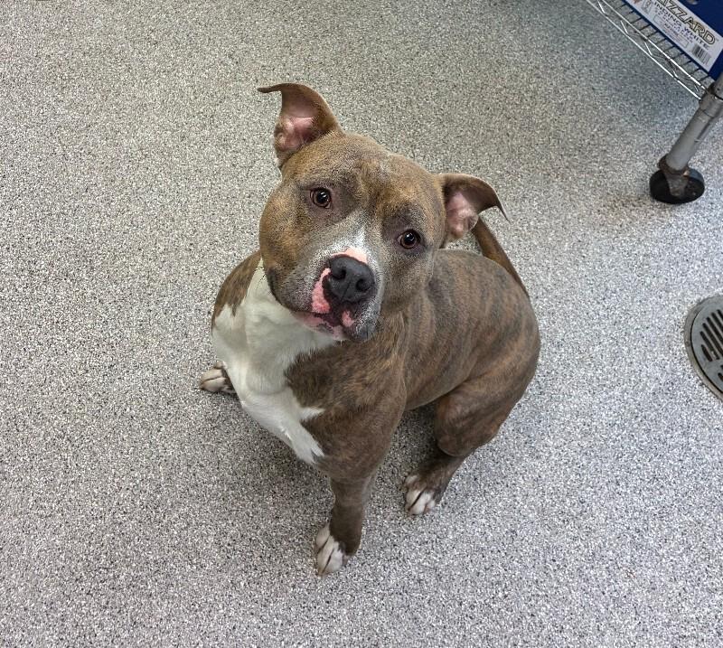 Enlarge Reef, a Adoptable American Staffordshire Terrier in Disputanta, VA image 3/4