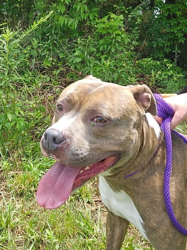 Enlarge Reef, a Adoptable American Staffordshire Terrier in Disputanta, VA image 4/4