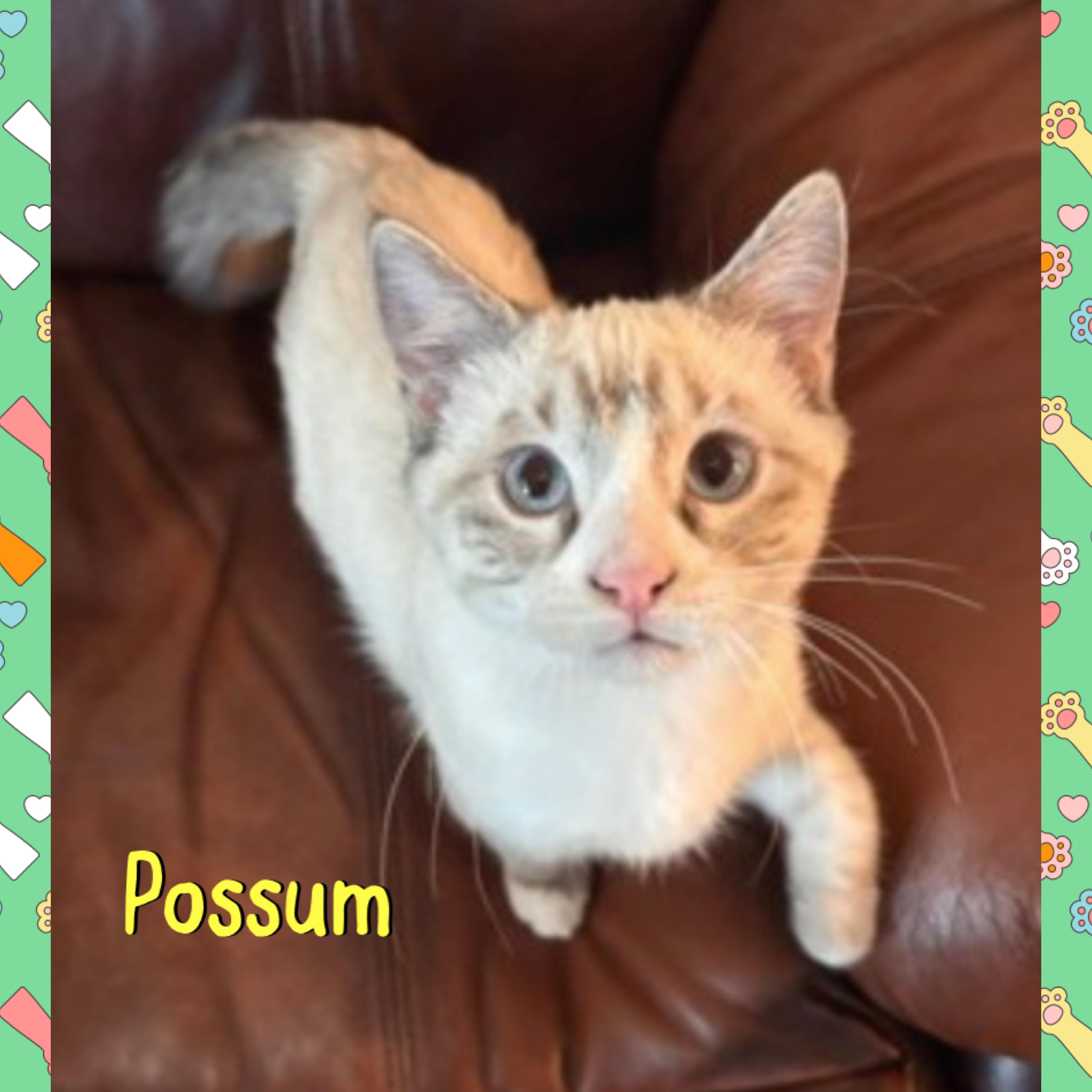 Enlarge Possum, an adopted mixed breed in Red Lodge, MT image 2/3