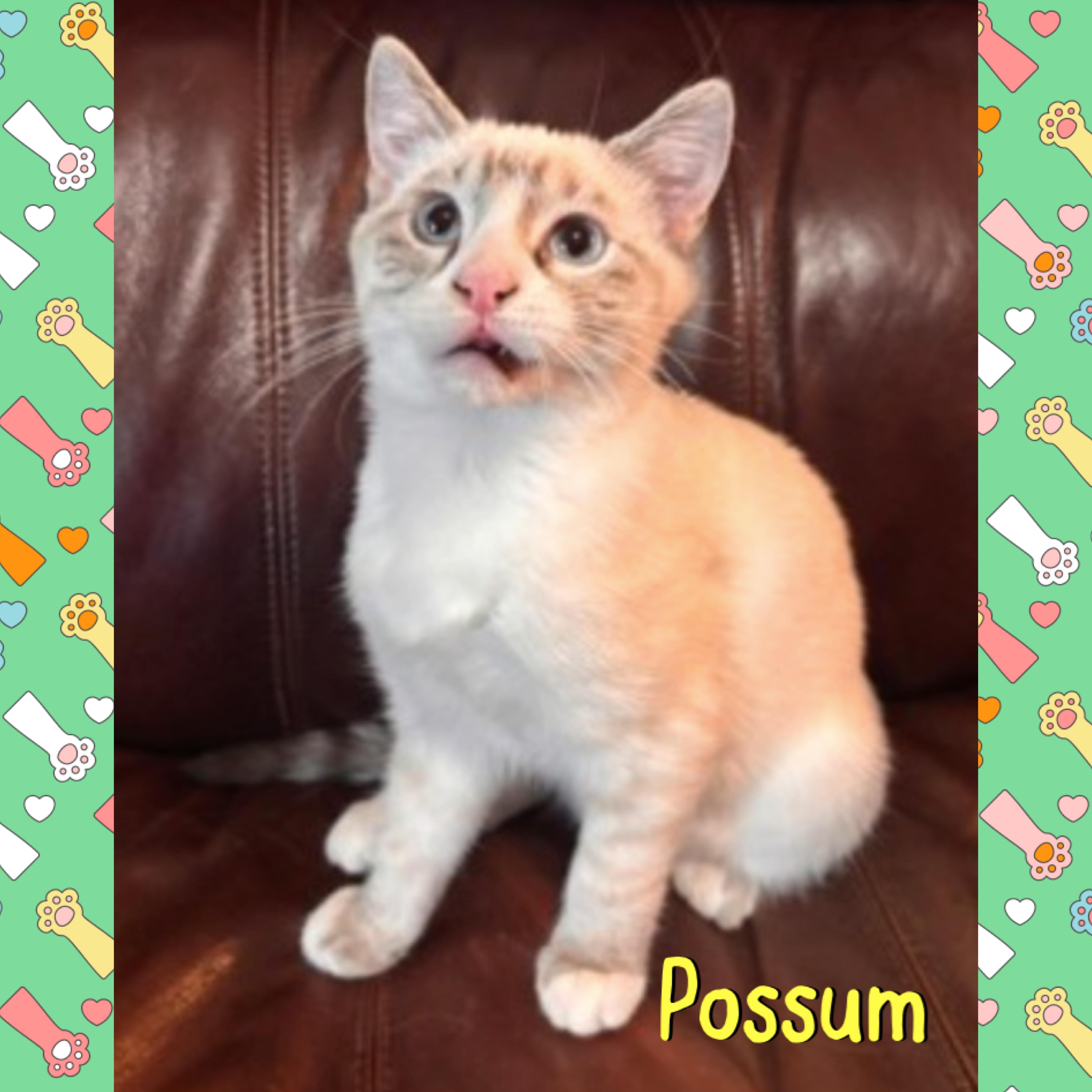 Enlarge Possum, an adopted mixed breed in Red Lodge, MT image 3/3