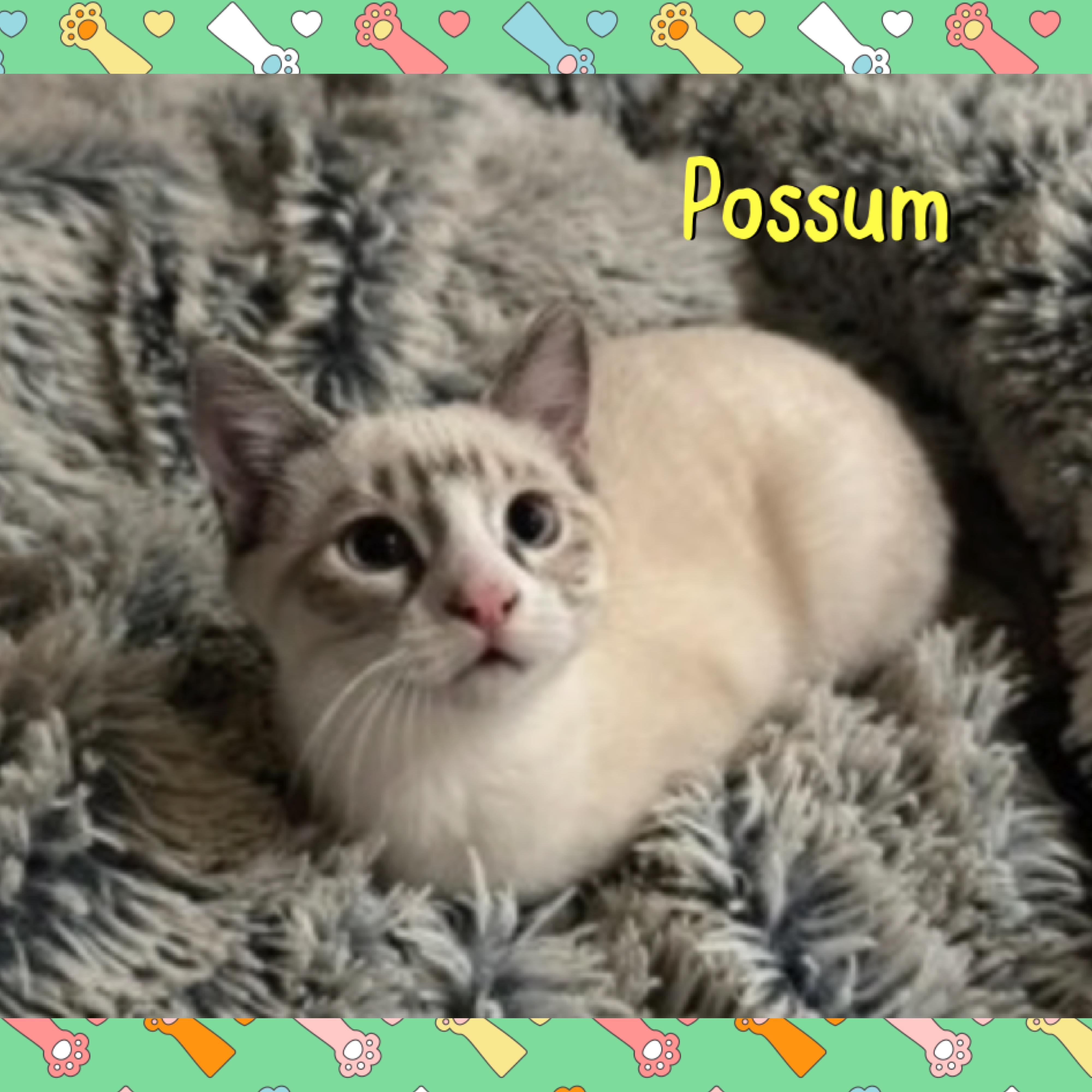 Possum, adopted, Kitten Male Domestic Short Hair.