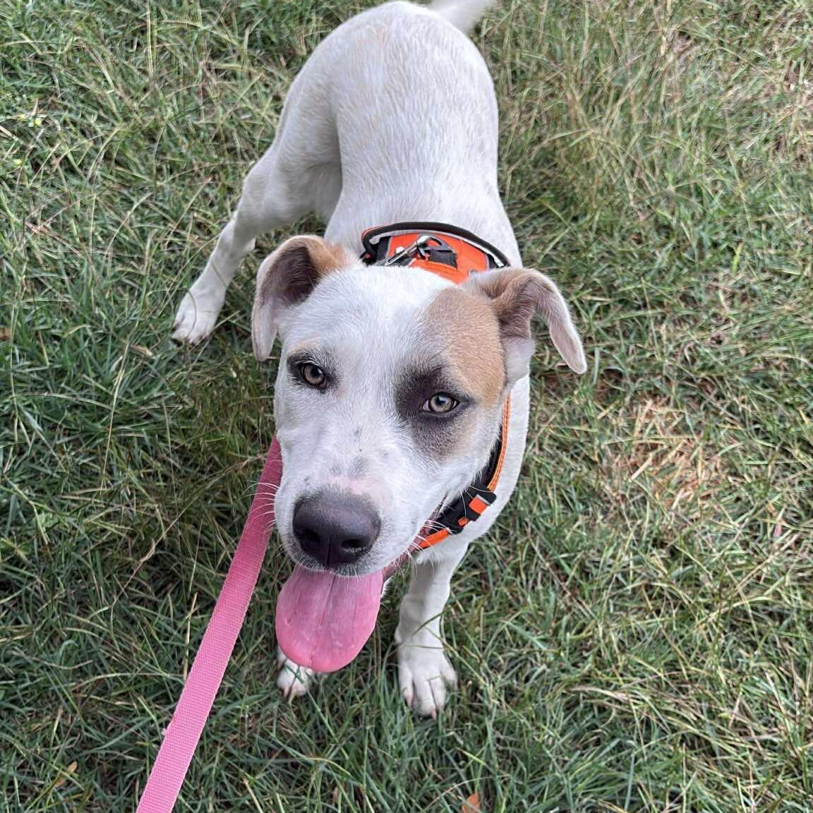 Enlarge Snow White, an adopted Terrier in Seguin, TX image 3/5