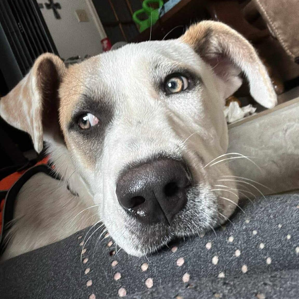 Enlarge Snow White, an adopted Terrier in Seguin, TX image 1/5