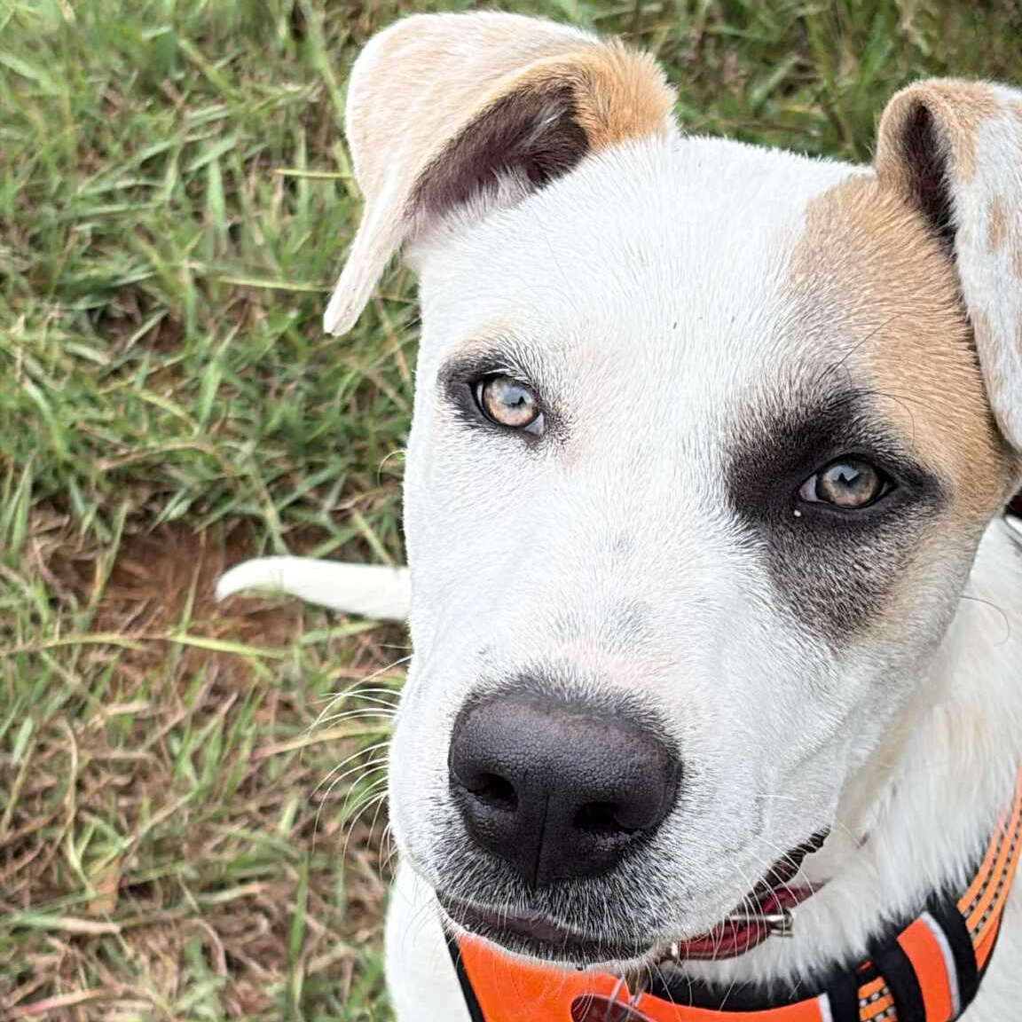 Enlarge Snow White, an adopted Terrier in Seguin, TX image 2/5