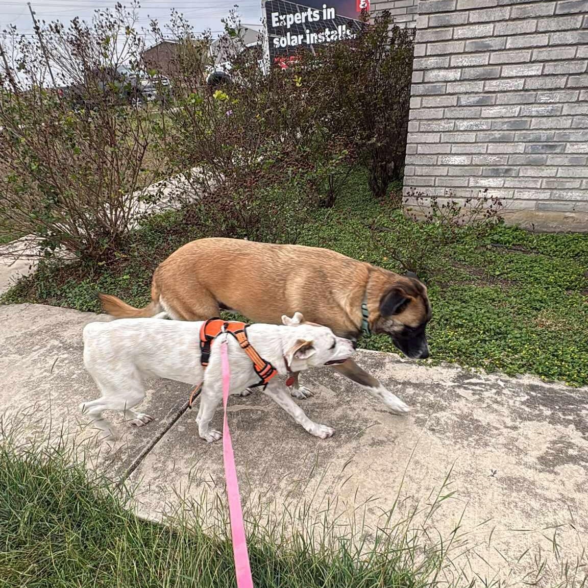 Enlarge Snow White, an adopted Terrier in Seguin, TX image 4/5