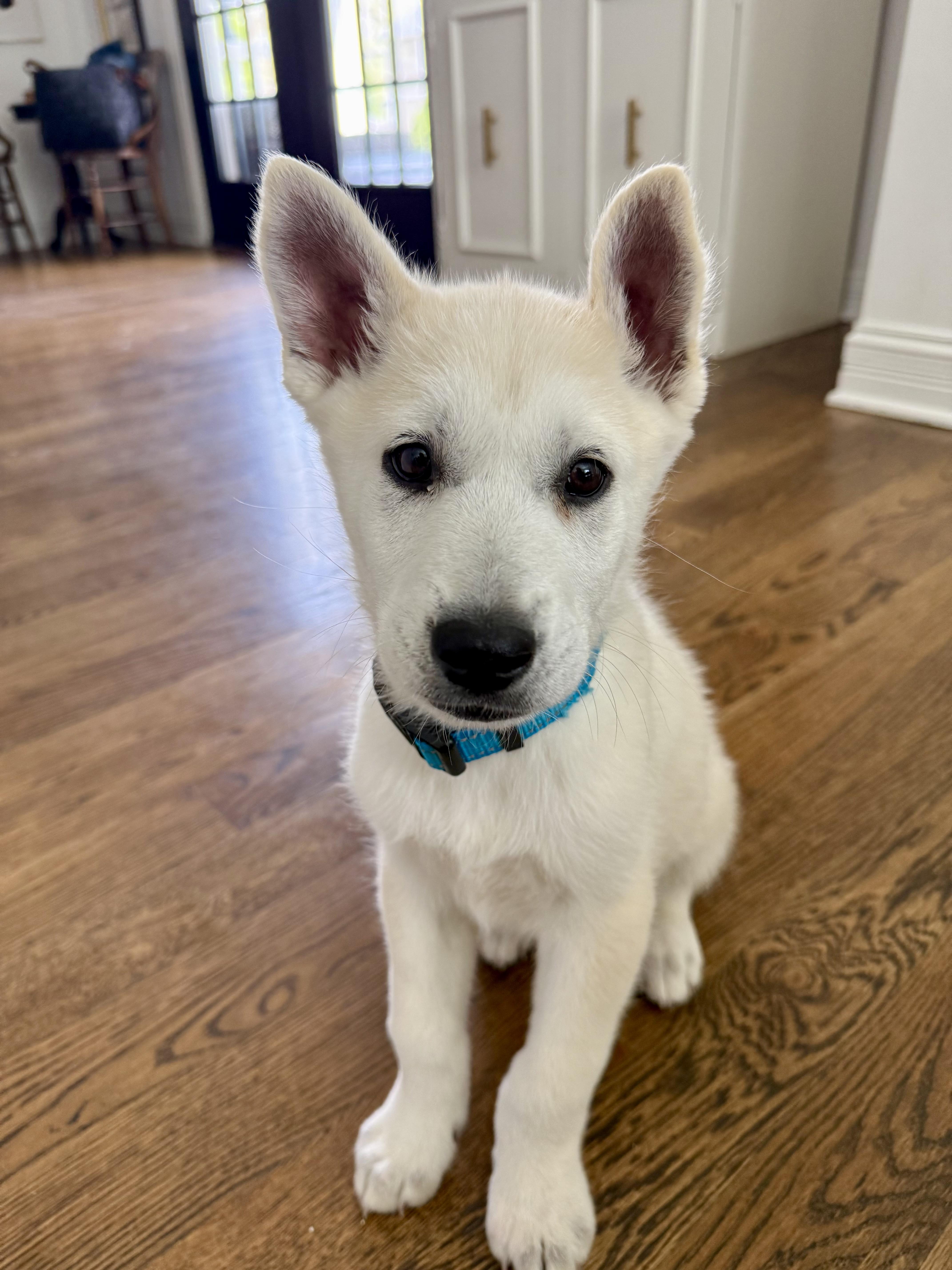 Enlarge Cooper, an adopted mixed breed in Glen Ellyn, IL image 1/5