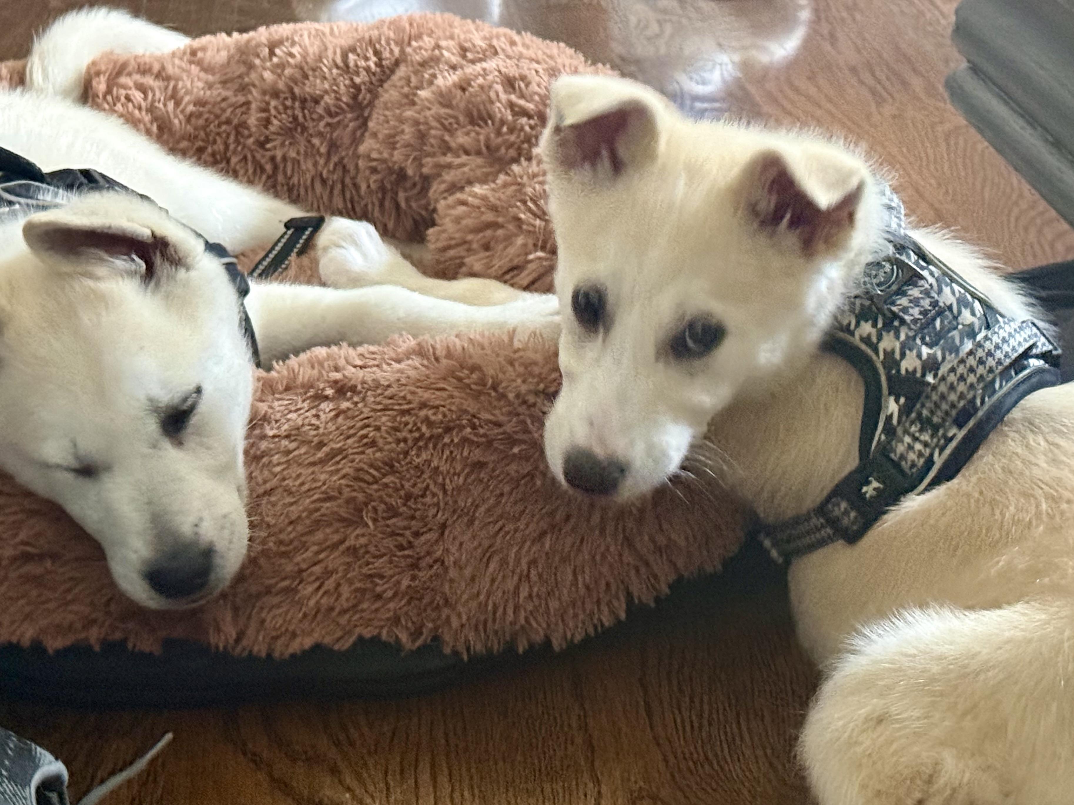 Enlarge Cooper, an adopted mixed breed in Glen Ellyn, IL image 4/5