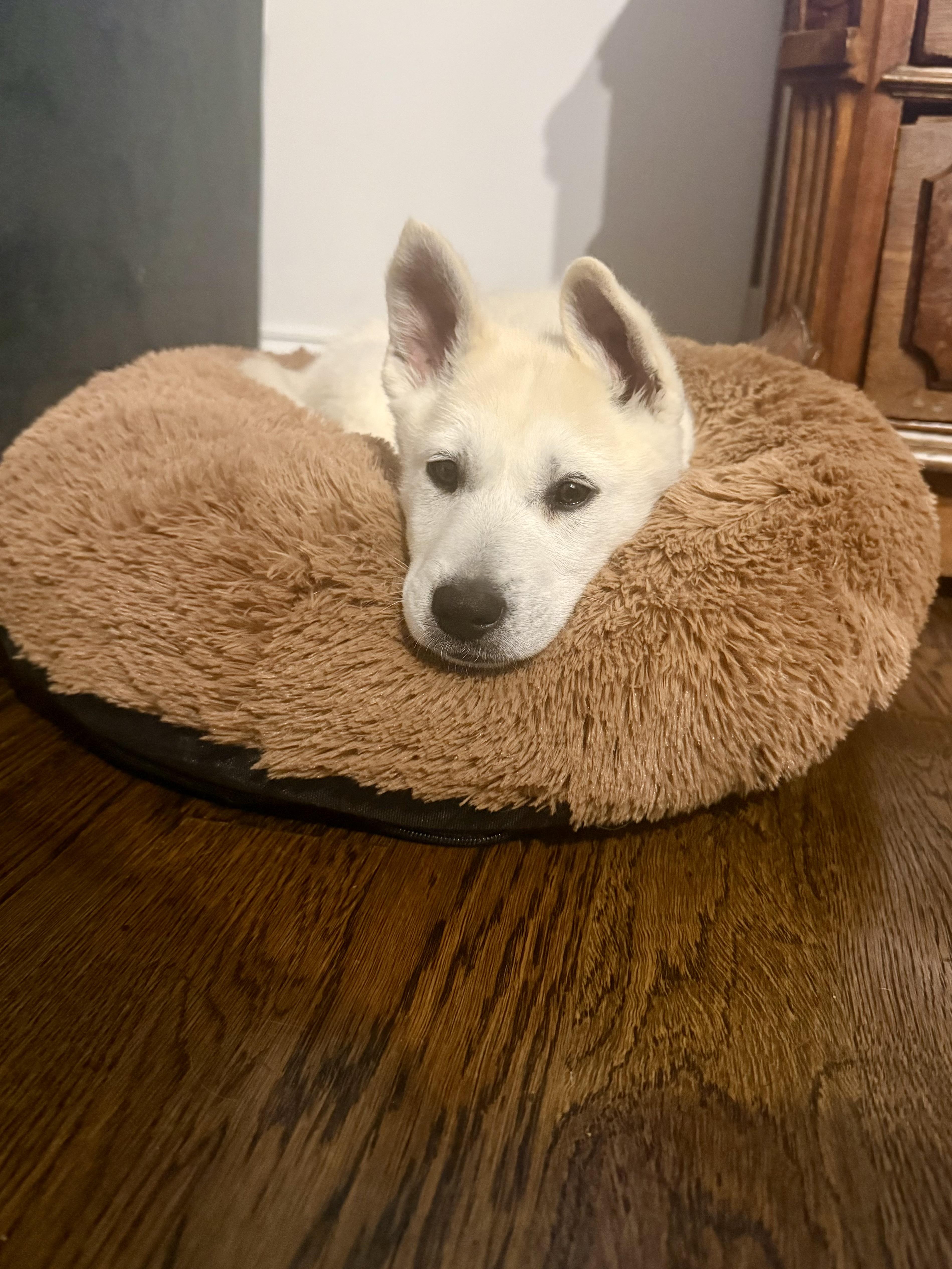 Enlarge Cooper, an adopted mixed breed in Glen Ellyn, IL image 2/5